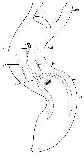 Coelogynopora solifer Coelogynopora solifer