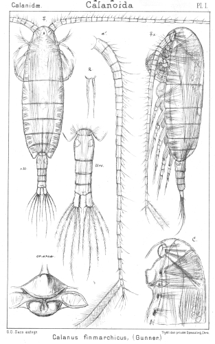 Calanus finmarchicus from Sars, G.O. 1901