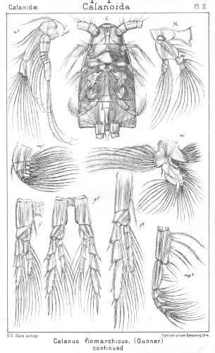 Calanus finmarchicus from Sars, G.O. 1901