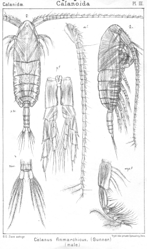 Calanus finmarchicus from Sars, G.O. 1901