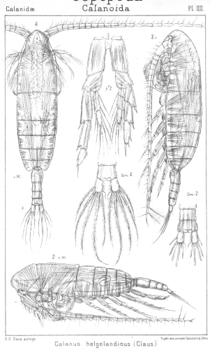 Calanus helgolandicus from Sars, G.O. 1901