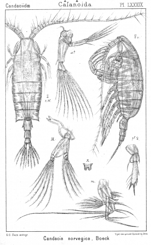 Candacia norvegica from Sars, G.O. 1902