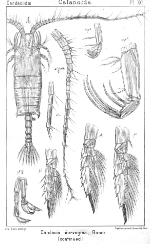 Candacia norvegica from Sars, G.O. 1902