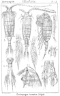 Centropages hamatus from Sars, G.O. 1902