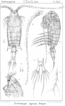Centropages typicus from Sars, G.O. 1902