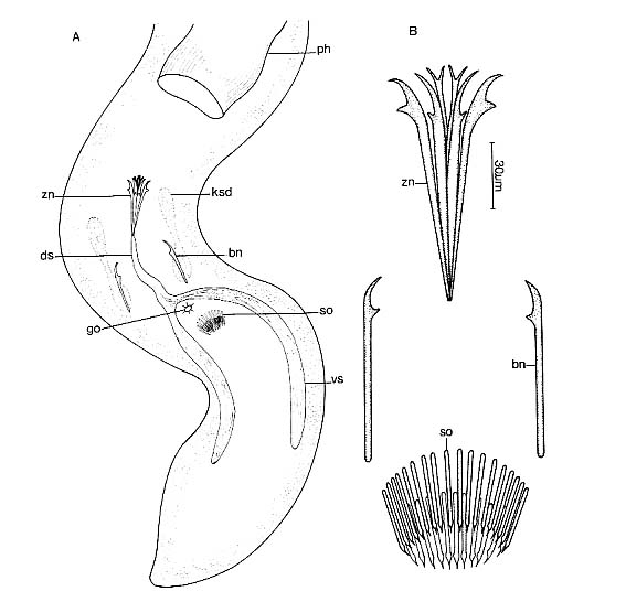 Coelogynopora solifer Coelogynopora solifer