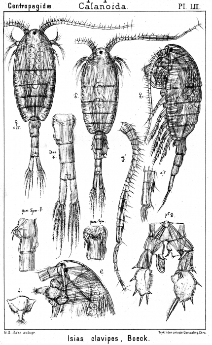 Isias clavipes from Sars, G.O. 1902