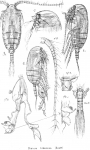 Diaixis hibernica from Sars, G.O. 1902