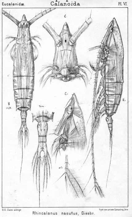 Rhincalanus nasutus from Sars, G.O. 1901