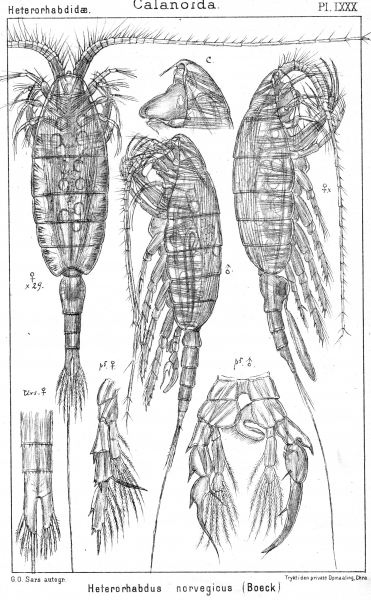 Heterorhabdus norvegicus from Sars, G.O. 1902