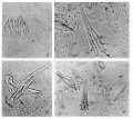 Platyhelminthes (flatworms)