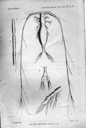 Mecynocera clausi from Thompson 1888