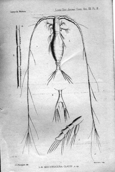 Mecynocera clausi from Thompson 1888