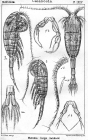 Metridia longa from Sars, G.O. 1902