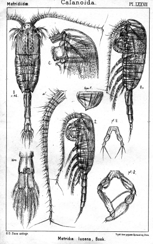 Metridia lucens from Sars, G.O. 1902