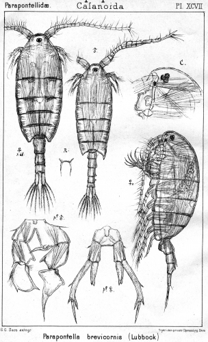 Parapontella brevicornis from Sars, G.O. 1903