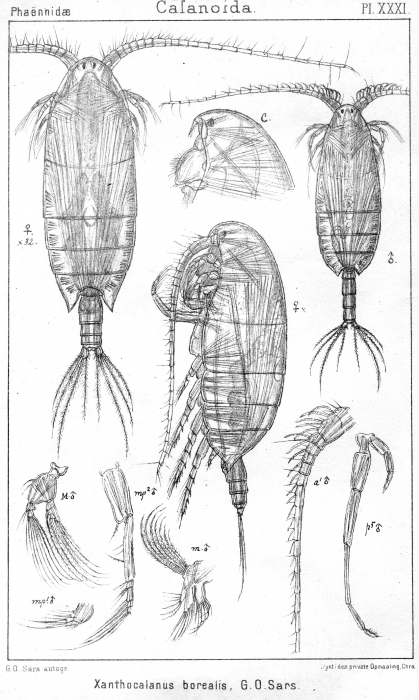 Xanthocalanus borealis from Sars, G.O. 1902