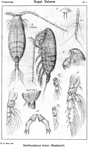 Xanthocalanus minor from Sars, G.O. 1919