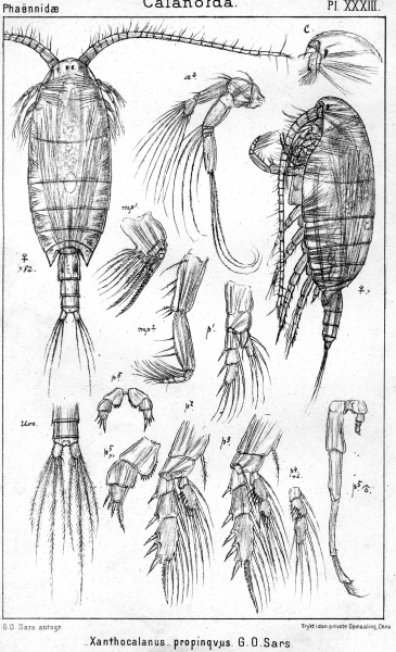 Xanthocalanus propinquus from Sars, G.O. 1902