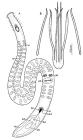 Coelogynopora steinbcki