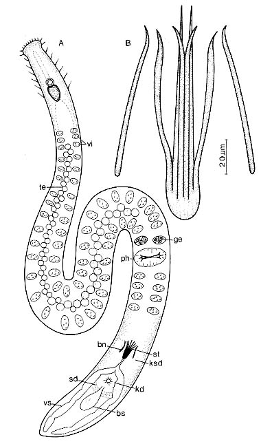 Coelogynopora steinb�cki