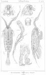 Anomalocera patersoni from Sars, G.O. 1902