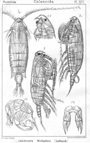 Labidocera wollastoni from Sars, G.O. 1902