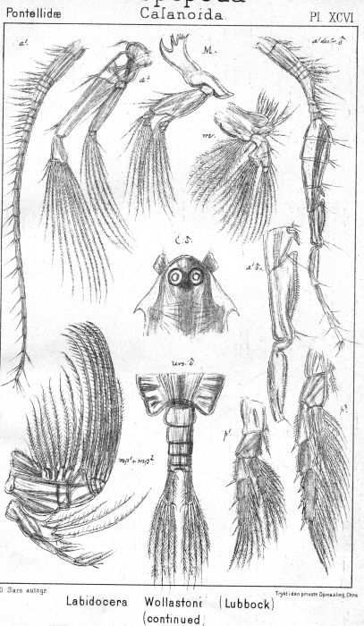 Labidocera wollastoni from Sars, G.O. 1902