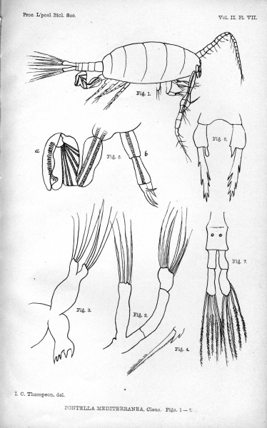 Pontella mediterranea from Thompson 1888