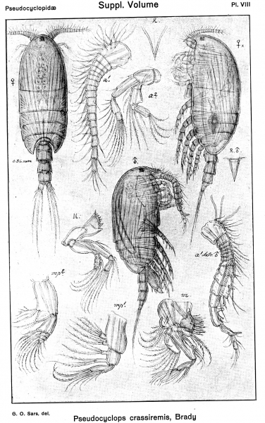 Pseudocyclops crassiremis from Sars, G.O. 1919