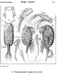 Pseudocyclopia crassicornis from Sars, G.O. 1919