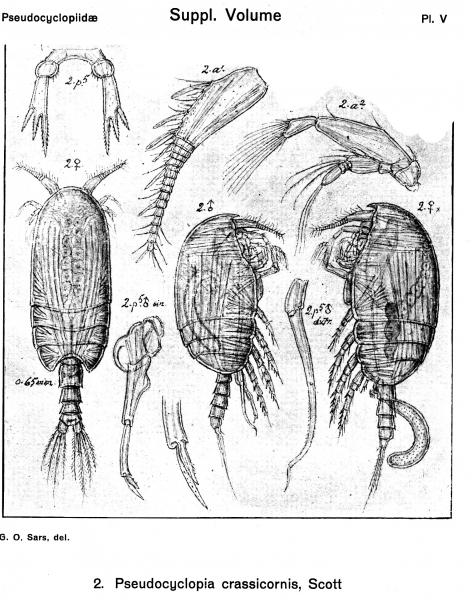 Pseudocyclopia crassicornis from Sars, G.O. 1919