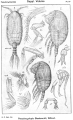 Crustacea (crustaceans)