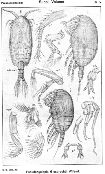 Pseudocyclopia giesbrechti from Sars, G.O. 1919