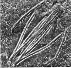 Coelogynopora steinböcki