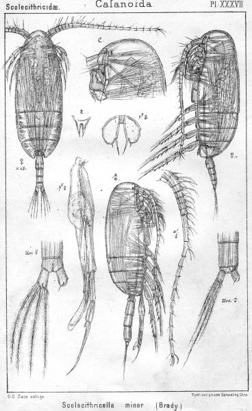 Scolecithricella minor from Sars, G.O. 1902