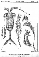 Spinocalanus abyssalis from Sars, G.O. 1919