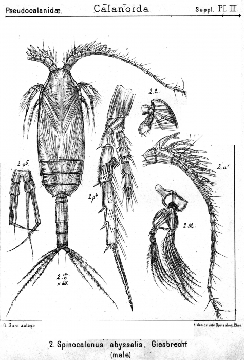 Spinocalanus abyssalis from Sars, G.O. 1919