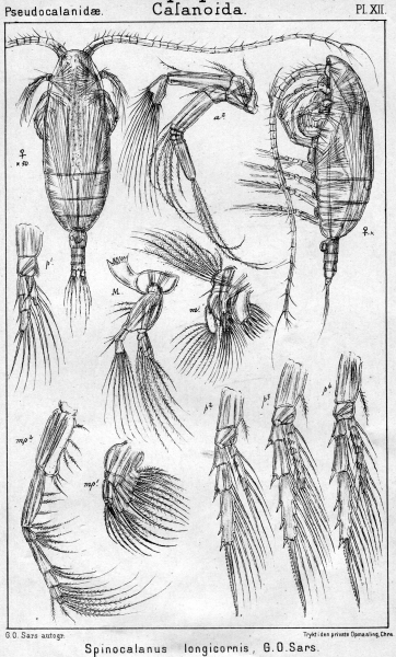 Spinocalanus longicornis from Sars, G.O. 1901