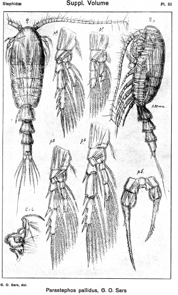 Parastephos pallidus from Sars, G.O. 1919