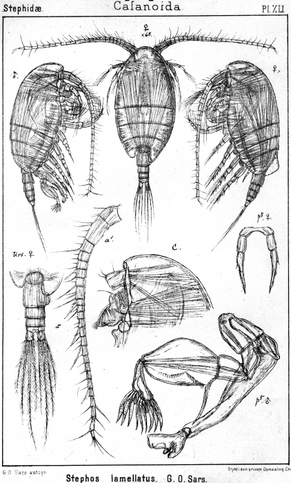 Stephos lamellatus from Sars, G.O. 1902