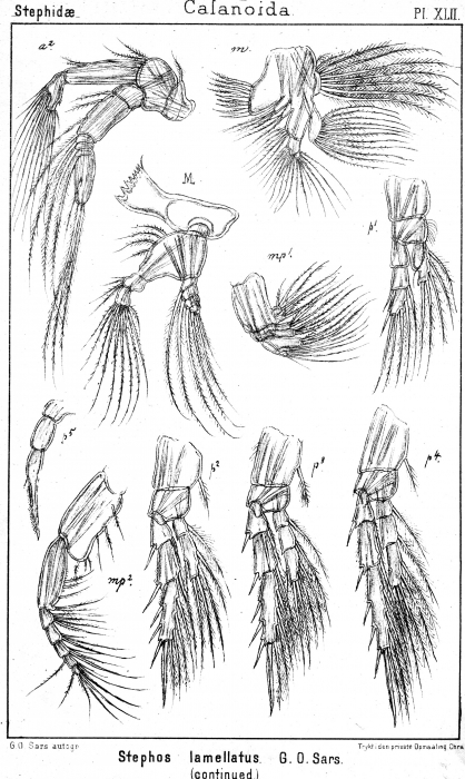 Stephos lamellatus from Sars, G.O. 1902