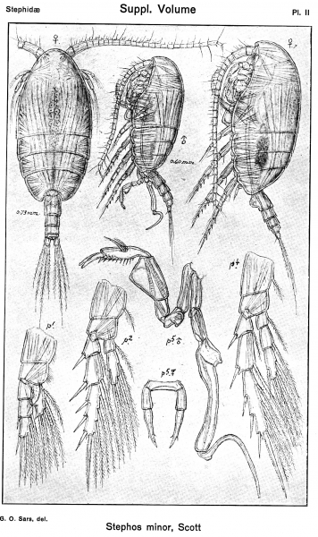 Stephos minor from Sars, G.O. 1919