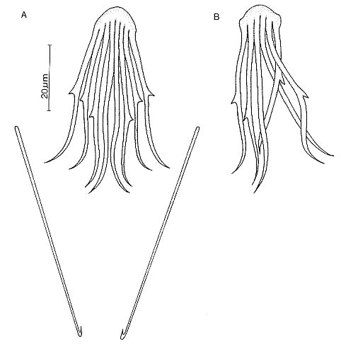 Coelogynopora tenuis Coelogynopora tenuis