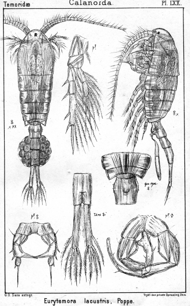 Eurytemora lacustris from Sars, G.O. 1902