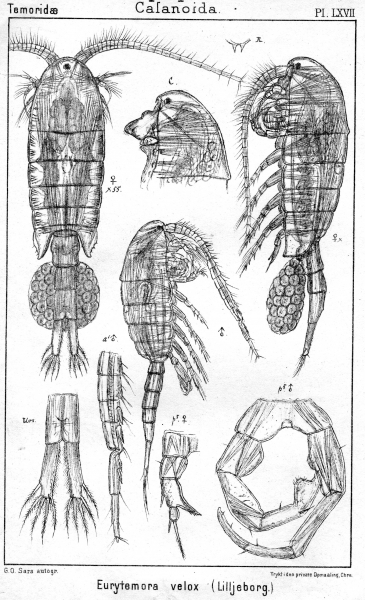 Eurytemora velox from Sars, G.O. 1902