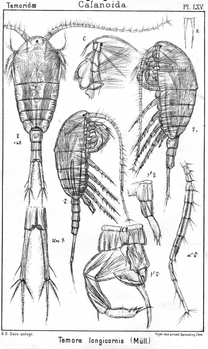 Temora longicornis from Sars, G.O. 1902 Temora longicornis from Sars, G.O. 1902