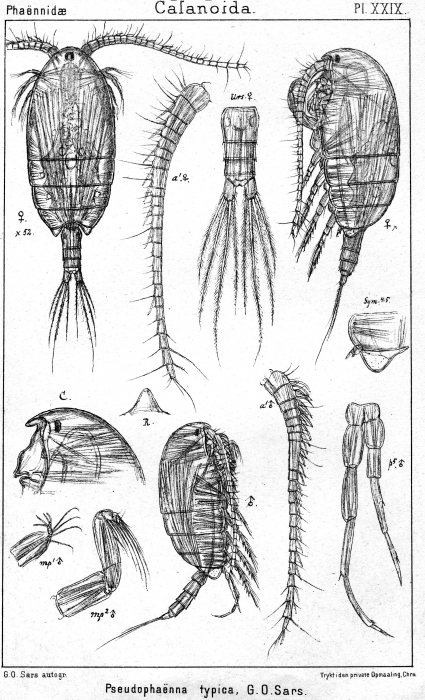 Pseudophaenna typica from Sars, G.O. 1902