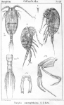 Tharybis macrophthalma from Sars, G.O. 1902