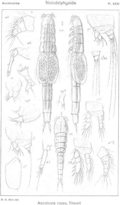 Ascidicola rosea from Sars, G.O. 1921